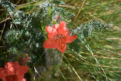 Caiophora chuquitensis