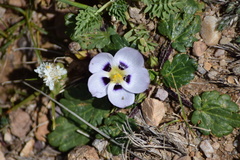 Acaulimalva nubigena