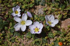 Acaulimalva nubigena