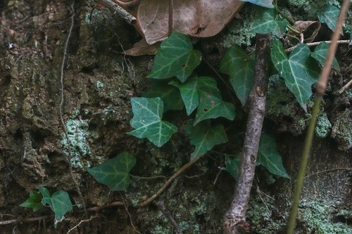 Japanese Ivy (Hedera rhombea)