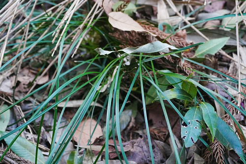 Ophiopogon japonicus