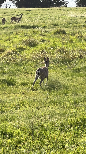 iNaturalist observation photo of Mule Deer