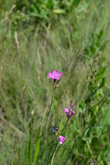 Dianthus borbasii