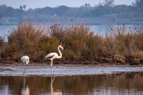 Greater Flamingo