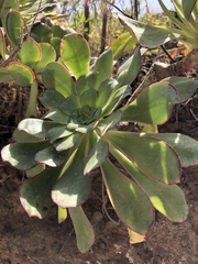Aeonium ciliatum