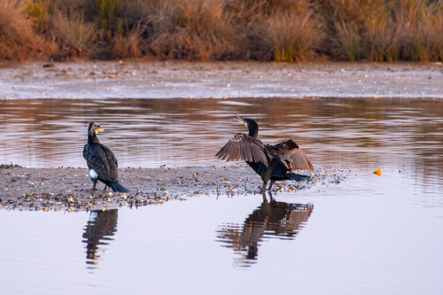 Kormoran