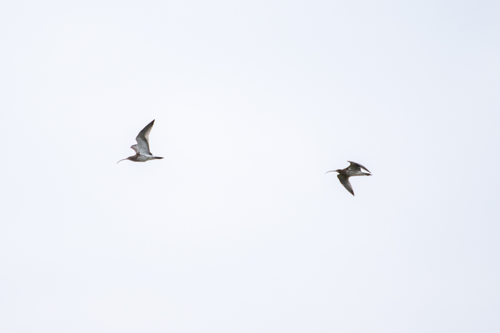 Eurasian Curlew