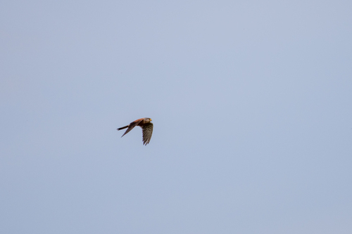Turmfalke