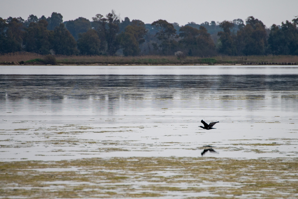 Kormoran
