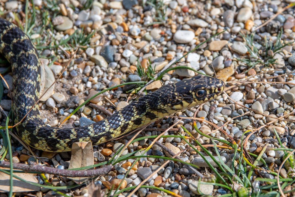Green Whip Snake