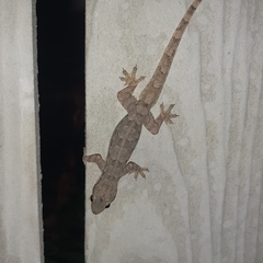 Hemidactylus platyurus