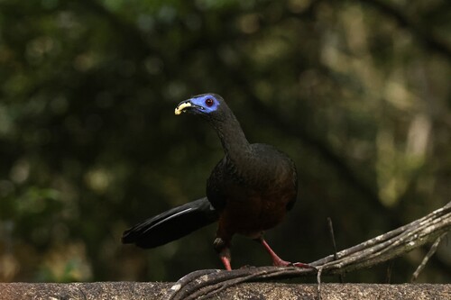 Sickle-winged Guan (Chamaepetes goudotii), photo 6