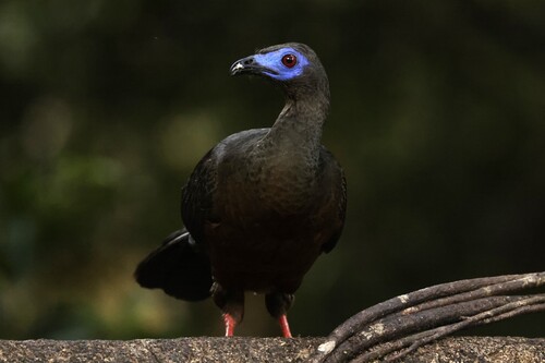 Sickle-winged Guan (Chamaepetes goudotii), photo 5