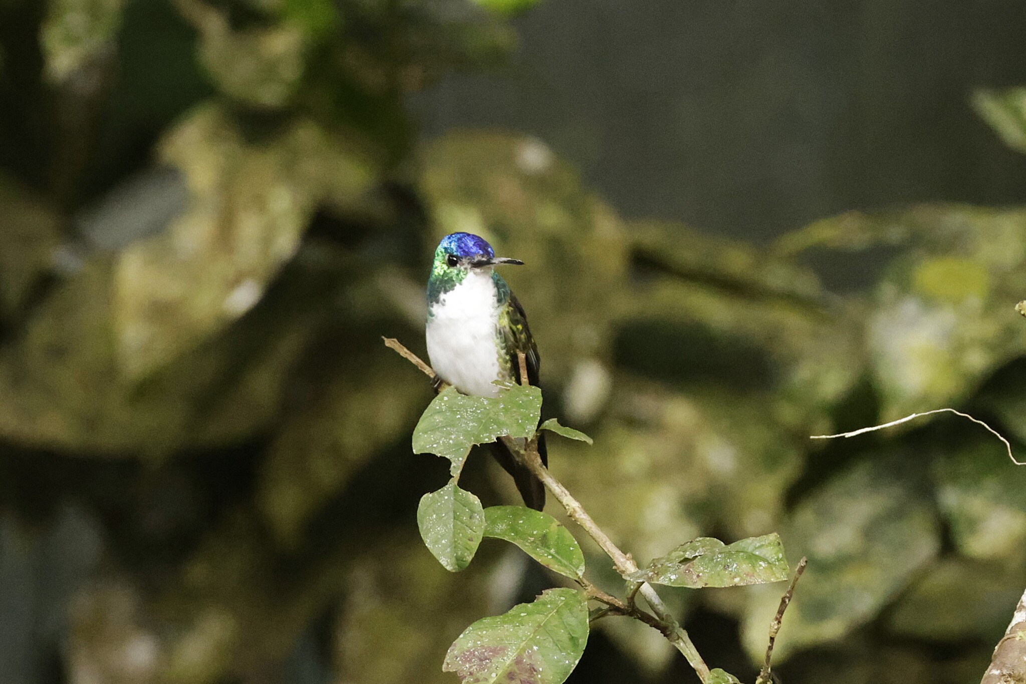 Andean Emerald (Uranomitra franciae), photo 7