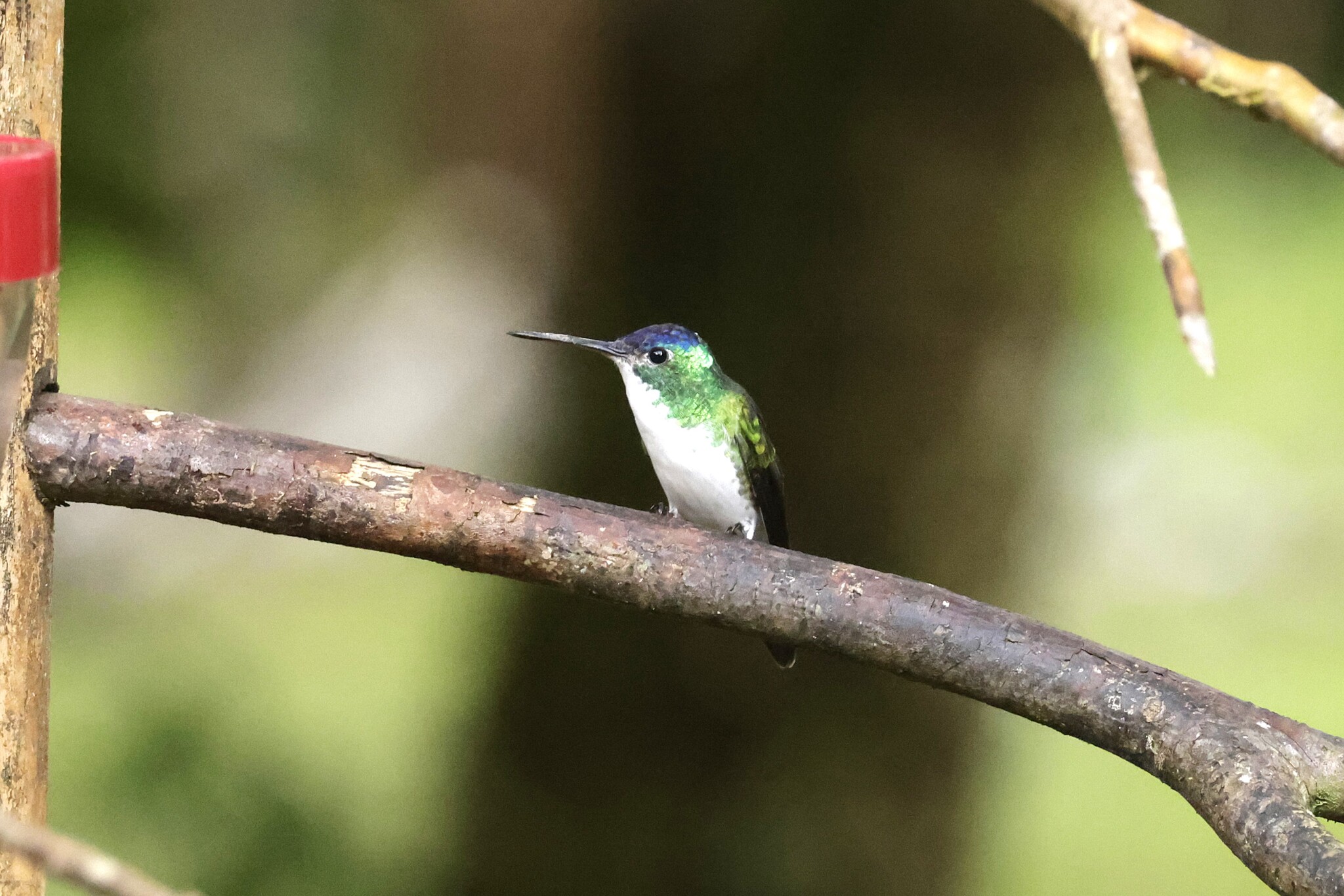 Andean Emerald (Uranomitra franciae), photo 8