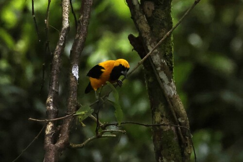 Yellow-backed Oriole (Icterus chrysater), photo 4