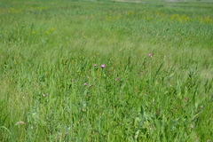 Dianthus borbasii