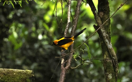 Yellow-backed Oriole (Icterus chrysater), photo 5