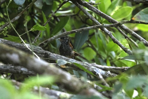 Bay Wren (Cantorchilus nigricapillus), photo 9