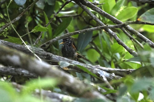 Bay Wren (Cantorchilus nigricapillus), photo 7