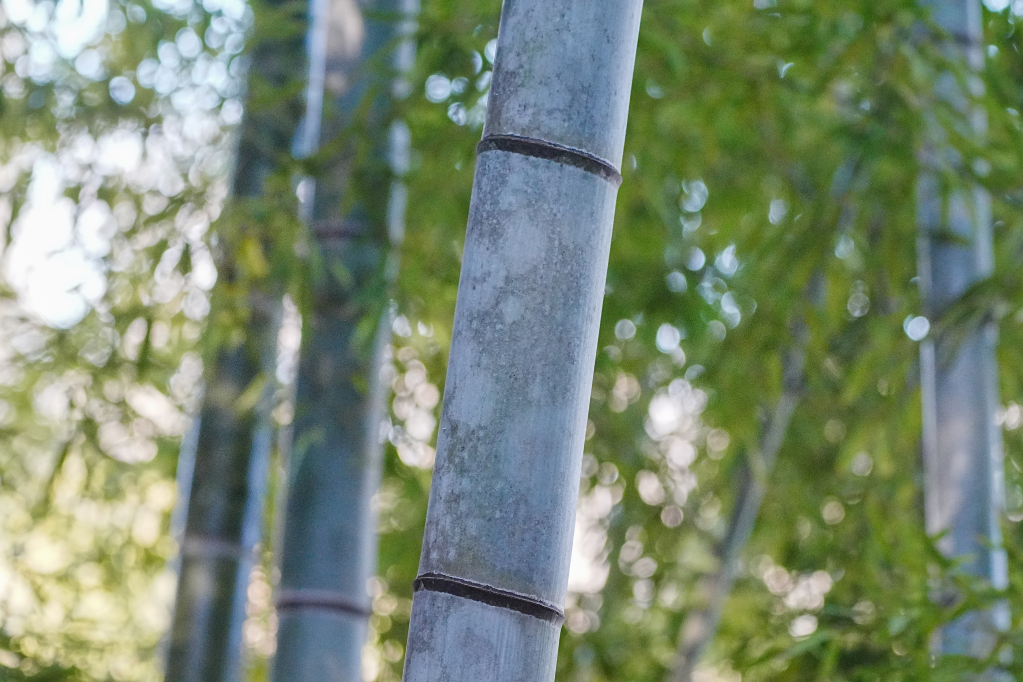Tortoise Shell Bamboo (Phyllostachys edulis)