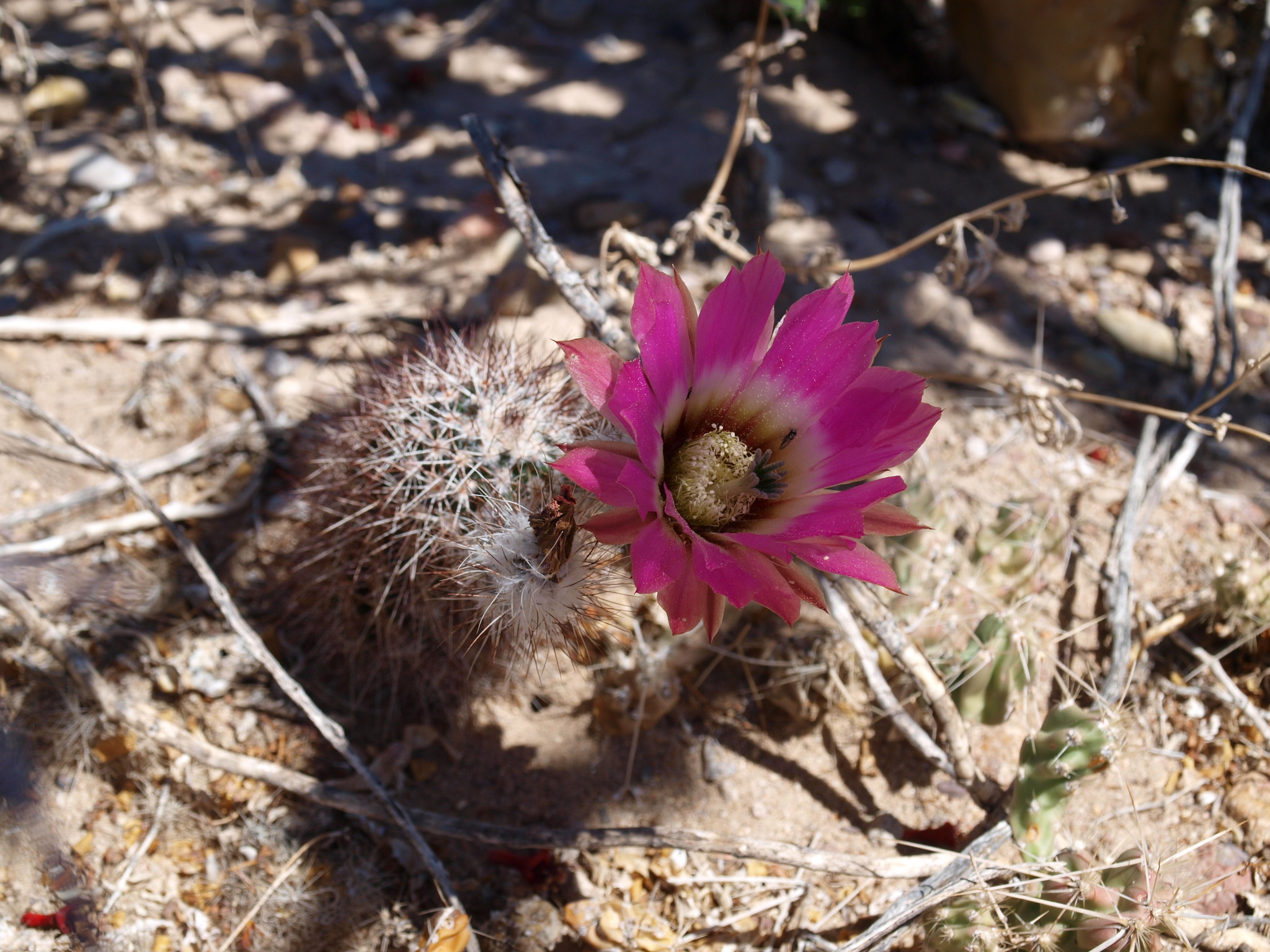 Chisos Hedgehog Cactus (Variety Echinocereus chisoensis chisoensis)   iNaturalist