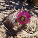 Chisos Hedgehog Cactus - Photo (c) Erin Faulkner, some rights reserved (CC BY-NC), uploaded by Erin Faulkner