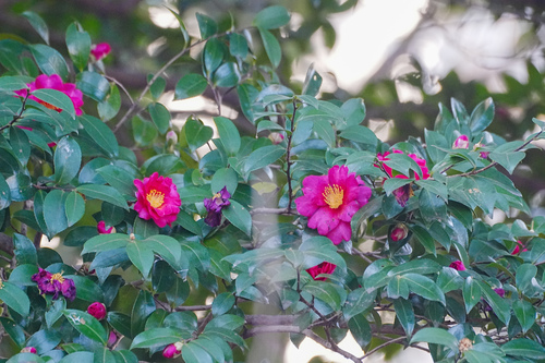 Hybrid Camellia (Camellia hiemalis)