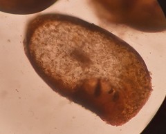 Gongolaria