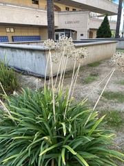 Agapanthus