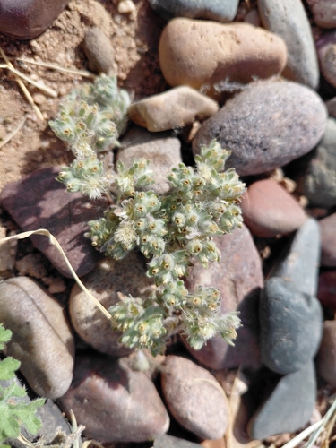 Groenbossie (Lasiopogon glomerulatus)