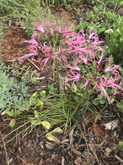 Nerine filifolia
