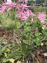 Nerine filifolia