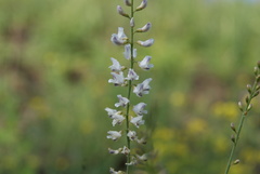 Astragalus melilotoides