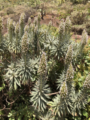 Echium virescens image