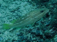 Anyperodon leucogrammicus