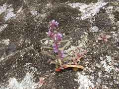 Phacelia quickii