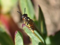 Philanthus triangulum diadema