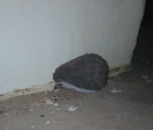 Four-toed Hedgehog