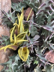 Orbea lutea