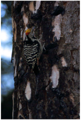 Dendrocoptes auriceps