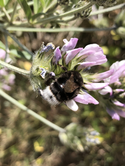 Bombus terrestris canariensis