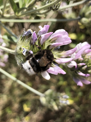 Bombus terrestris canariensis