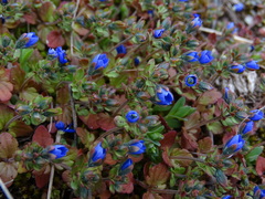 Veronica triphyllos