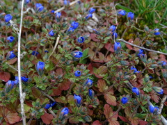 Veronica triphyllos