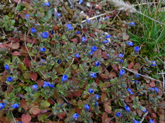 Veronica triphyllos