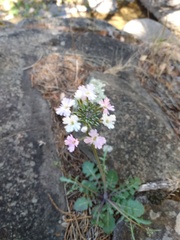 Dryopetalon runcinatum