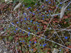 Veronica triphyllos
