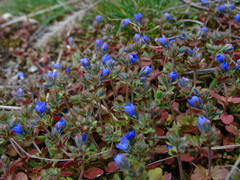 Veronica triphyllos