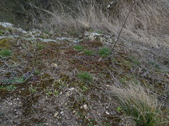 Veronica triphyllos